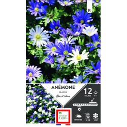 ERNEST TURC ANÉMONE Blanda...