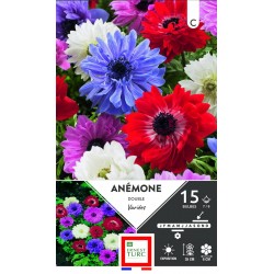 ERNEST TURC ANÉMONE double...