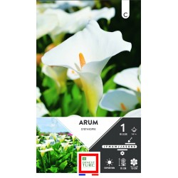 ERNEST TURC ARUM D'éthiopie...