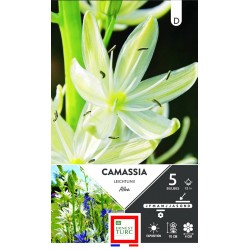 ERNEST TURC CAMASSIA...