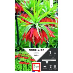 ERNEST TURC FRITILLAIRE...