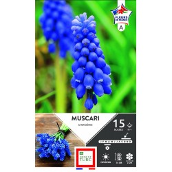 ERNEST TURC MUSCARI...