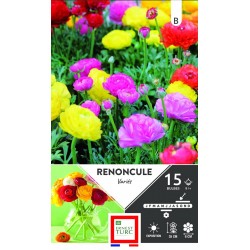 ERNEST TURC RENONCULE...