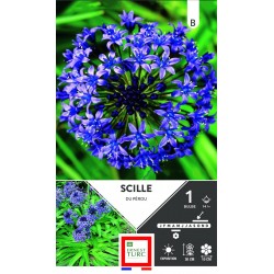 ERNEST TURC SCILLE Du pérou...