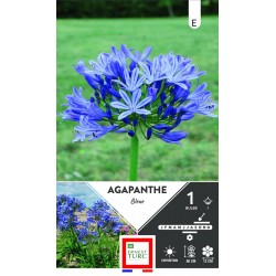 ERNEST TURC AGAPANTHE Bleue...