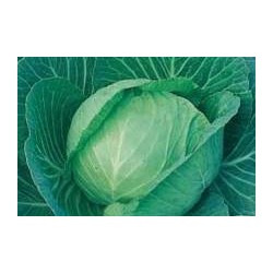 CHOU cabus 'Capitata' FF B6G7