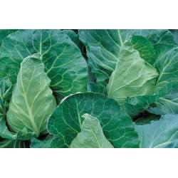 CHOU cabus 'Capitata' FF B6G7