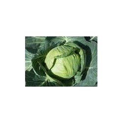 CHOU cabus 'Capitata' FF B3G7
