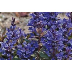 AJUGA reptans FF C0.65L