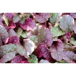 AJUGA reptans 'Burgundy...