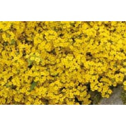 ALYSSUM montanum FF C0.65L