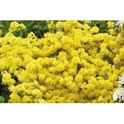 AURINIA saxatilis FF C0.65L