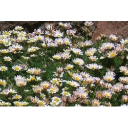 ANACYCLUS assorti FF C0.65L