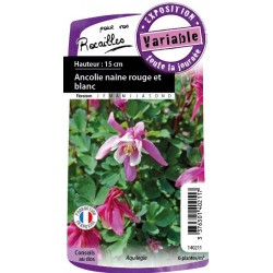 AQUILEGIA flabellata FF C0.65L