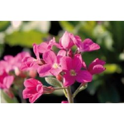 ARABIS blepharophylla FF...