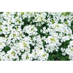 ARABIS caucasica FF C0.65L