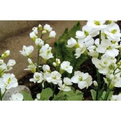 ARABIS caucasica 'Plena' FF...