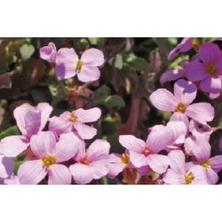 ARABIS arendsii 'Compinkie'...