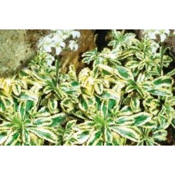 ARABIS ferdinandi-corbugii...