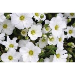 ARENARIA montana FF C0.65L