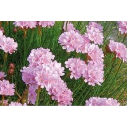 ARMERIA humilis FF C0.65L