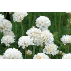 ARMERIA maritima 'Alba' FF...