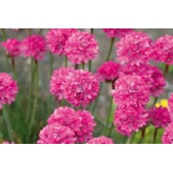 ARMERIA maritima 'Gloire de...