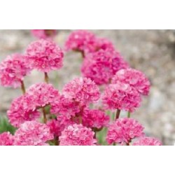 ARMERIA maritima 'Rosea' FF...