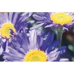 ASTER alpinus FF C0.65L