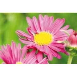 ASTER alpinus FF C0.65L