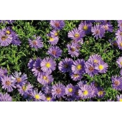 ASTER novi-belgii...