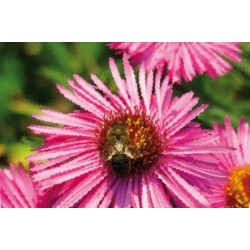 ASTER dumosus 'Alice...