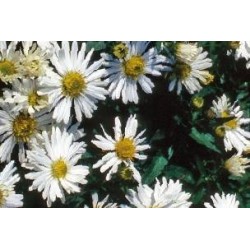 ASTER dumosus 'Kristina' FF...