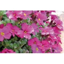 AUBRIETA 'Royal Red' FF C0.65L