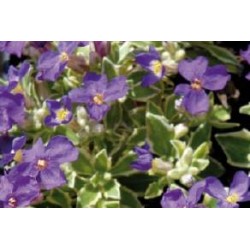 AUBRIETA 'Nana Variegata'...