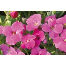 AUBRIETA 'Gloria' FF C0.65L