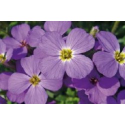 AUBRIETA 'Chianti' FF C0.65L