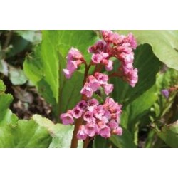 BERGENIA FF C0.65L
