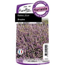 ERICA darleyensis FF C0.65L