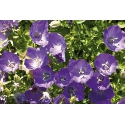 CAMPANULA carpatica FF C0.65L