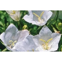 CAMPANULA carpatica 'Alba'...
