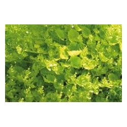 CAMPANULA garganica...