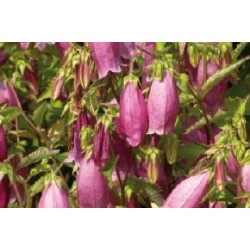 CAMPANULA 'Elizabeth' FF...