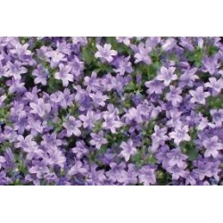 CAMPANULA muralis FF C0.65L