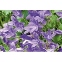 CAMPANULA poscharskyana FF...