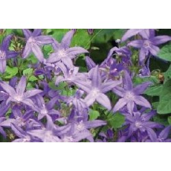 CAMPANULA poscharskyana...