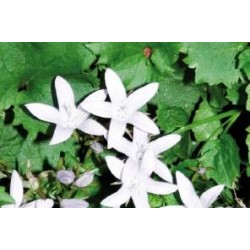 CAMPANULA poscharskyana...