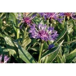 CENTAUREA montana FF C0.65L