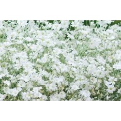 CERASTIUM tomentosum FF C0.65L