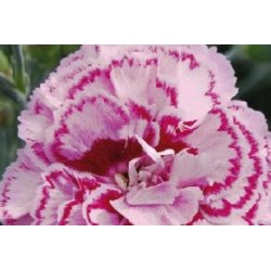 DIANTHUS plumarius 'Moulin...